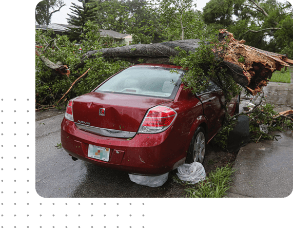 A car with a tree on top of it.